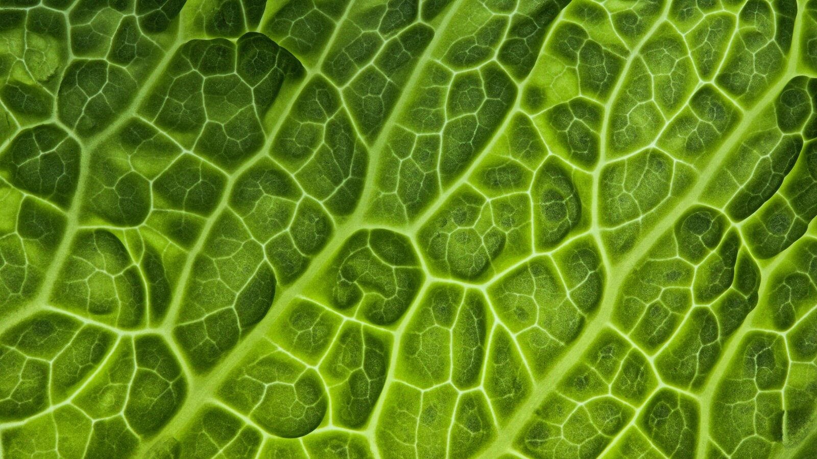 Procedures for Initiating Conservatorship